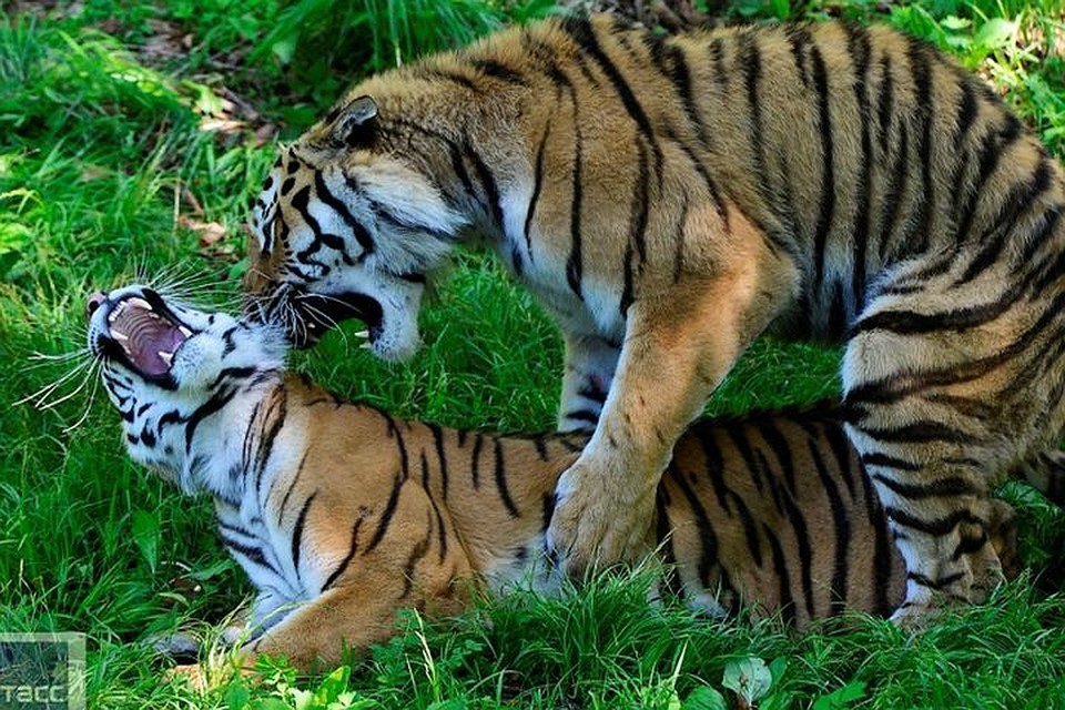 Тигры занимаются. Тигр с тигренком. Пара тигров. Туранский тигр тигрица с тигрятами. Амурский тигр спаривание.