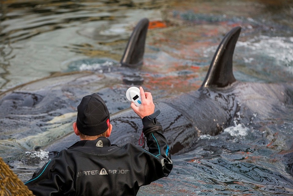 Освобождение косаток
